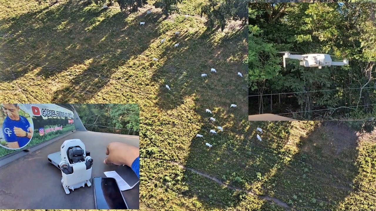 DRONE LOCALIZANDO GADO NO PASTO! -virou ferramenta de trabalho.