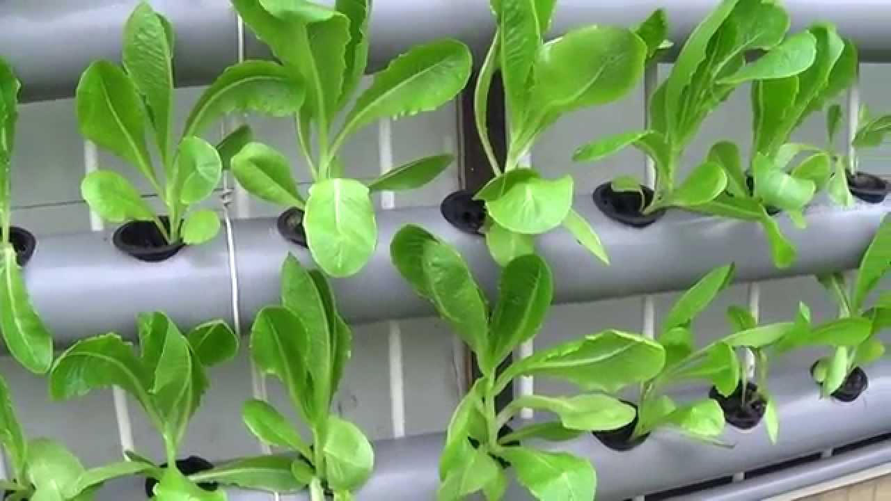 魚菜共生 火山岩VS 發泡煉石 該用哪一種 及Aquaponics育苗2種方法  The way to breed seedlings