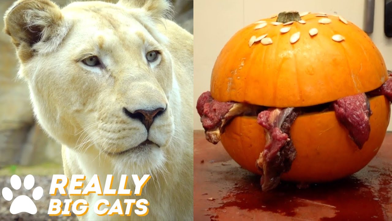 We Made A Tasty Pumpkin Burger For White Lions