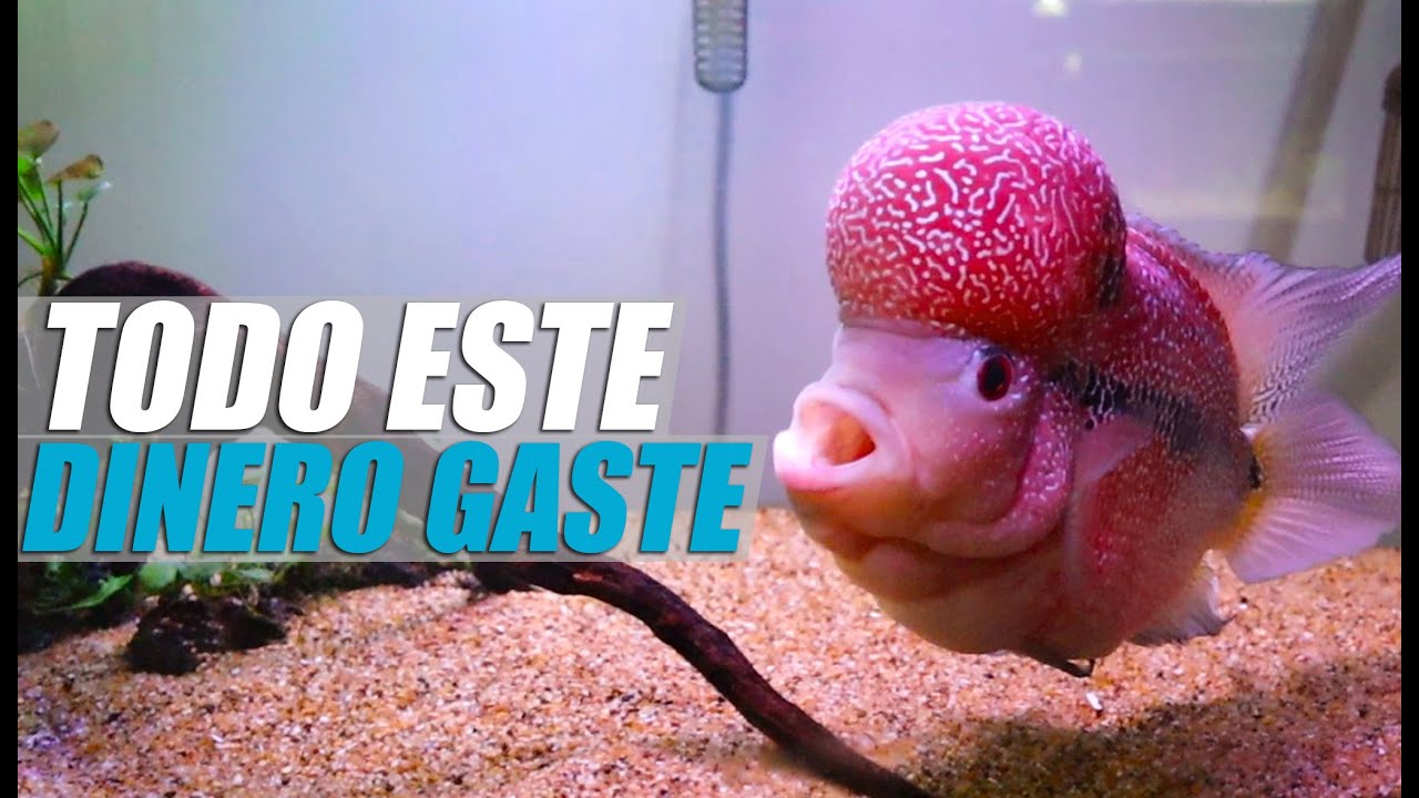 Cuanto Cuesta Un Acuario Para Un FlowerHorn