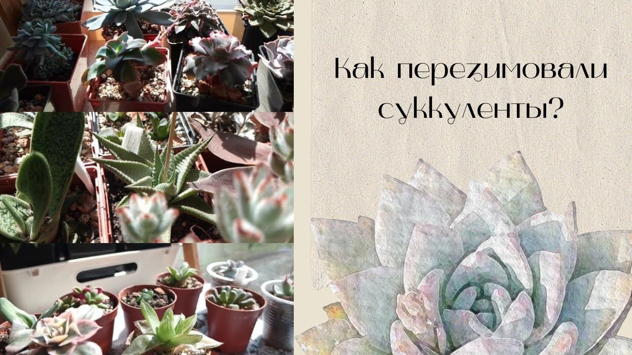 Перезимовали! Секрет успешной зимовки. Что нового? #суккуленты #зимовкасуккулентов #succulent