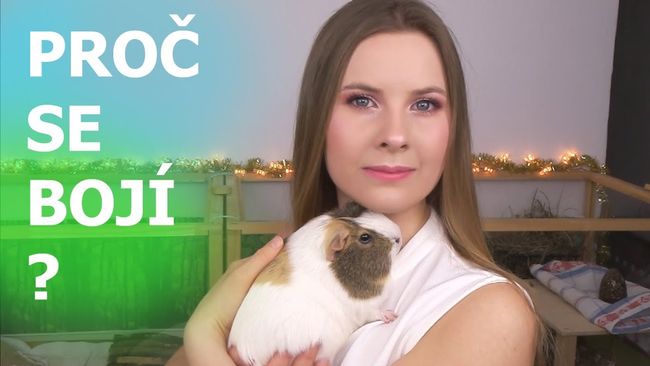 Proč se moje morče pořád bojí? | Alue