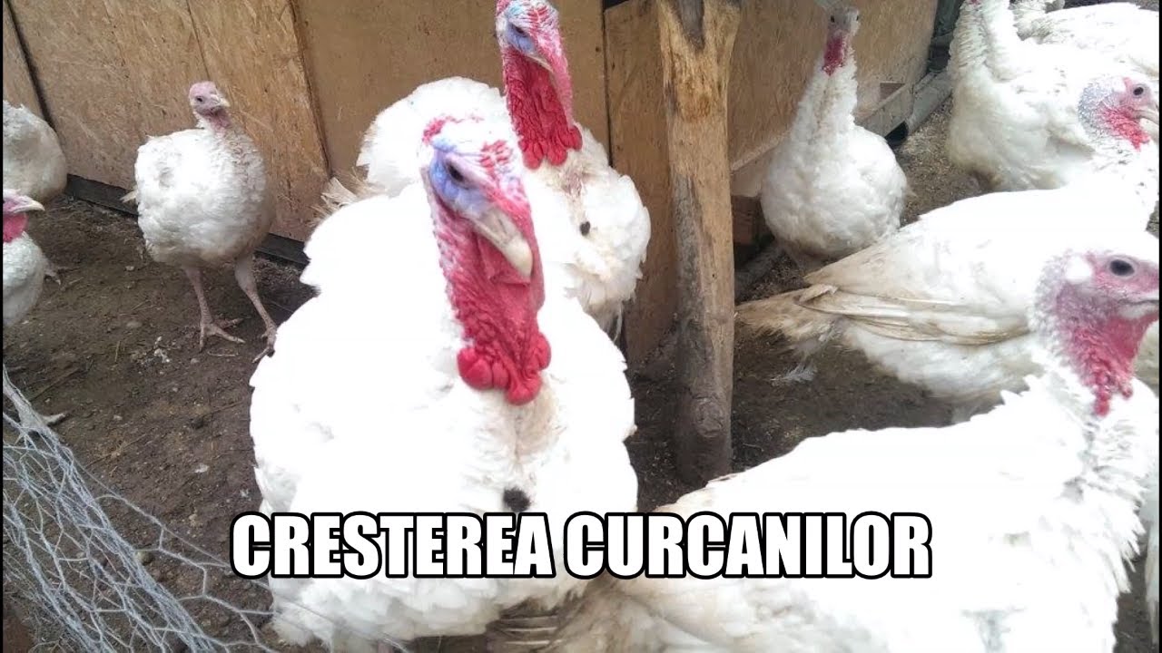 CRESTEREA CURCANILOR !!!#turkey