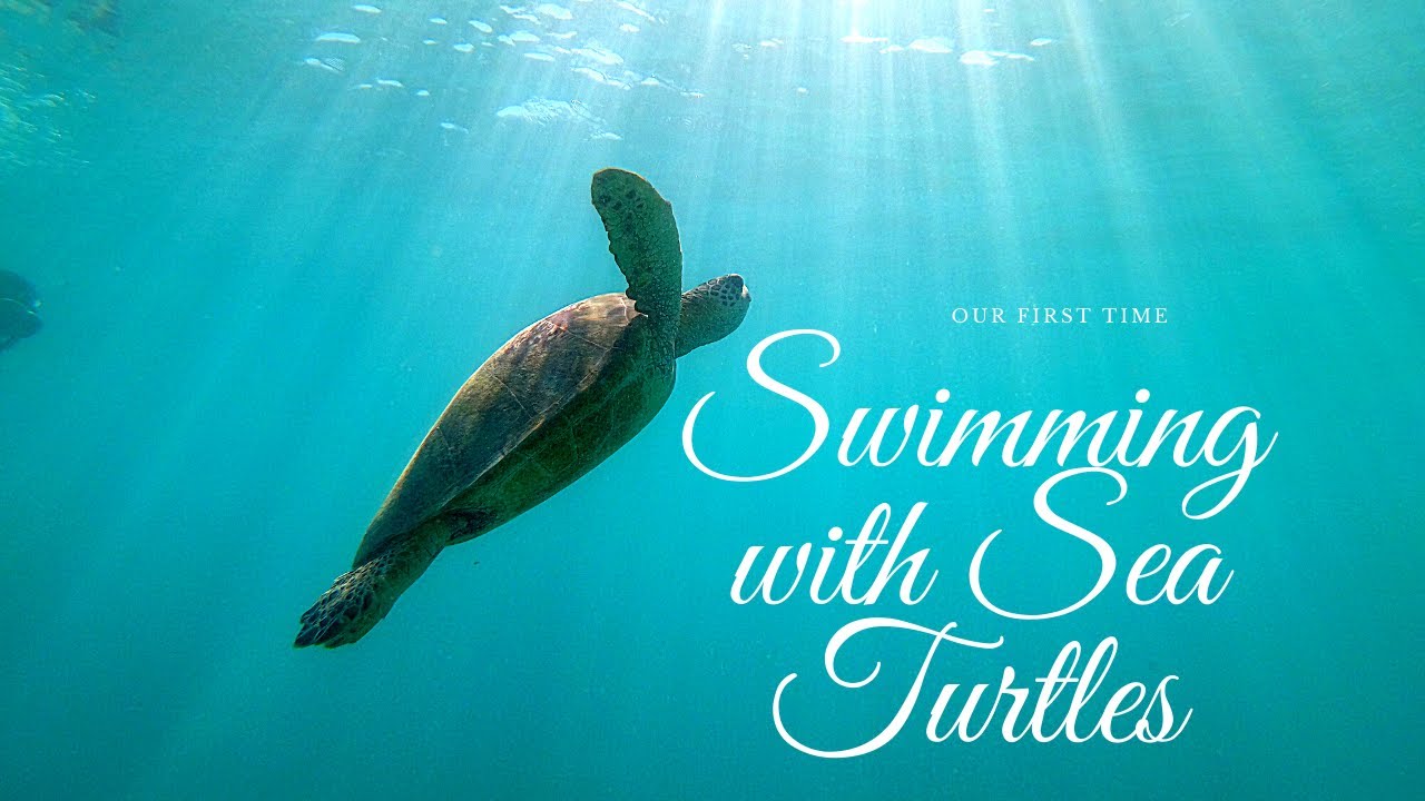 Swimming With Sea Turtles In Hawaii || Oahu Underwater Adventures || First Time Seeing Sea Turtles