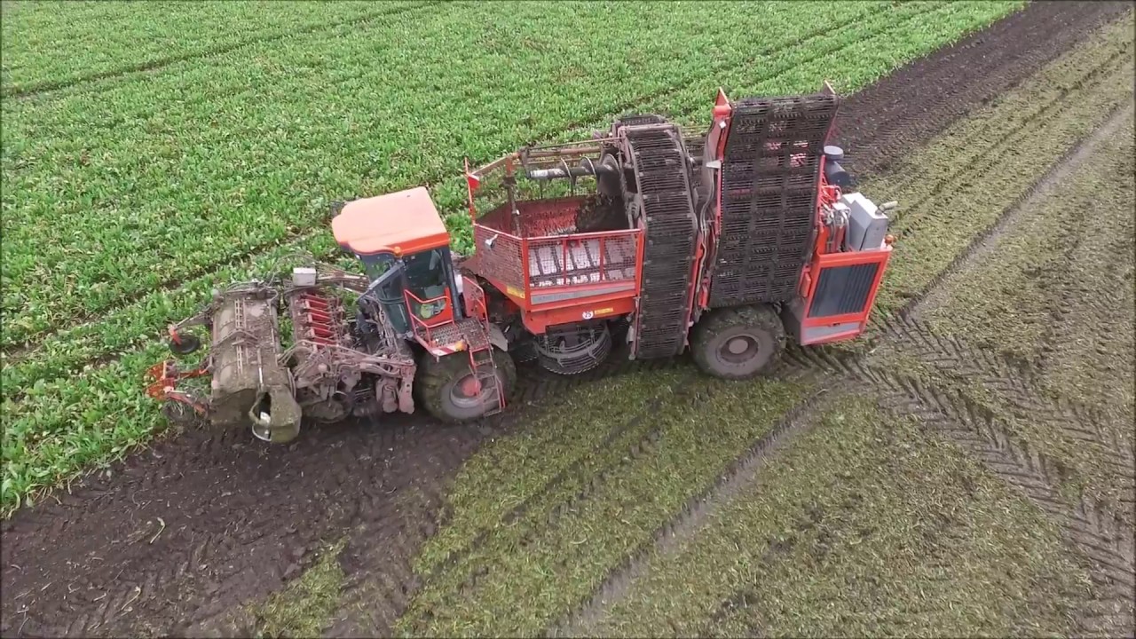 Cukorrépa Betakarítás/ Sugar beet harvest