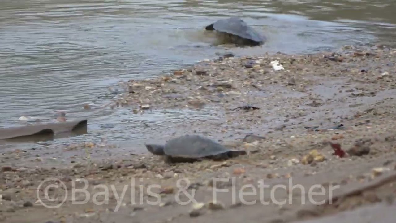 Southern River Terrapin release, Malaysia. 20220514_072924.uhd