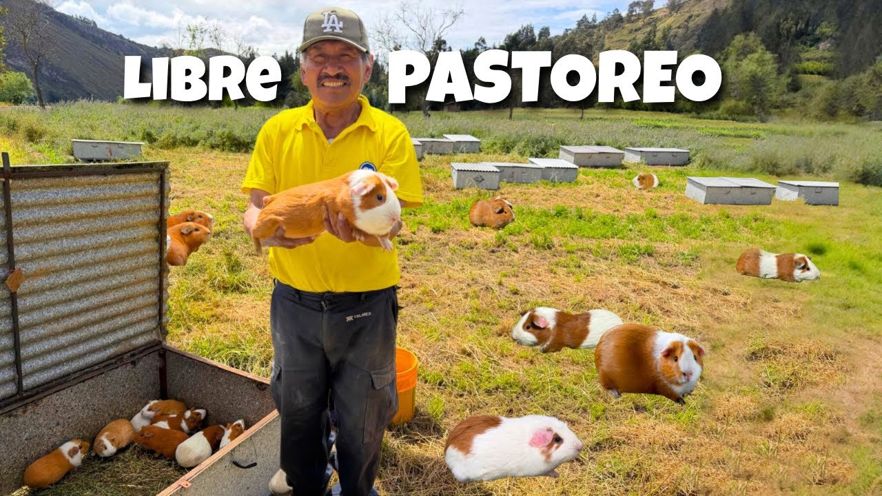 🐹 GRANJA de CUYES FELICES en ECUADOR ☘️🐭Josué y Elie  