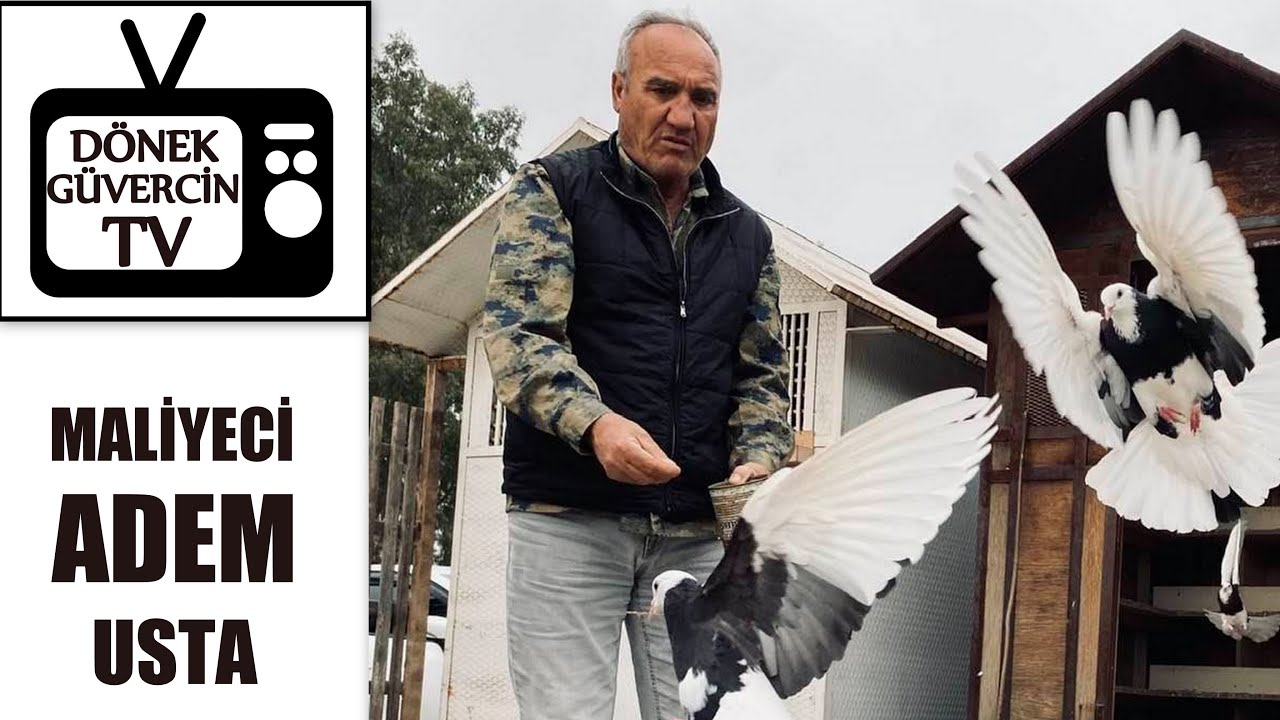 Dönek Güvercin TV  Maliyeci Adem Usta Çok Önemli Bilgiler Veriyor.Kuş yuvarlağı nasıl yapmalı?Dunek.