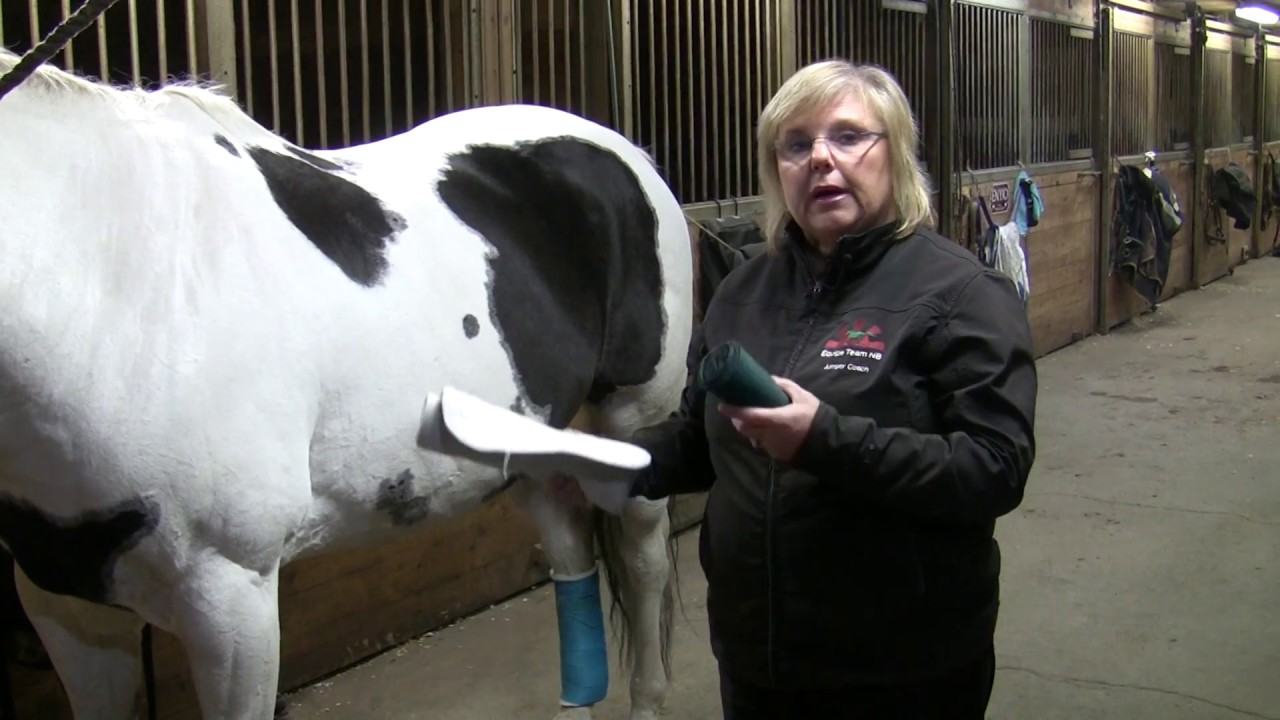 NBEA - How to Apply Front Leg Stable Bandages