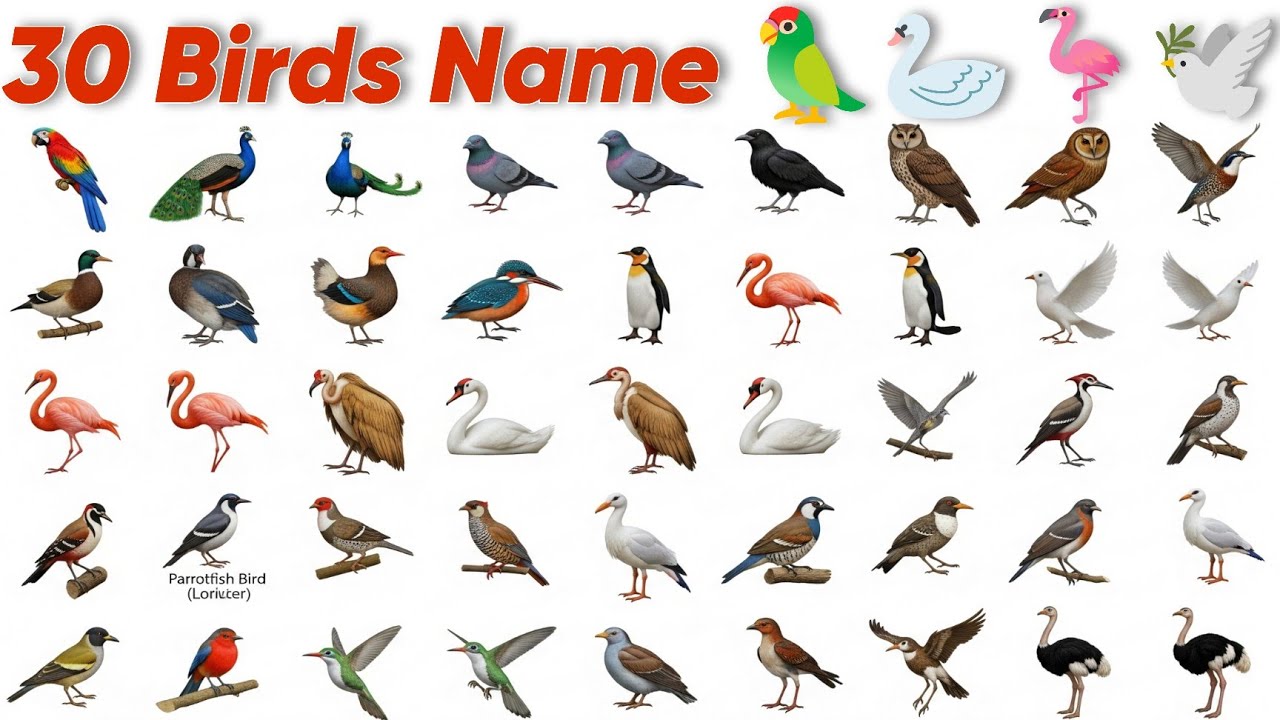 30 Birds Name in English and Hindi | बच्चों के लिए Birds सीखो | Learn Birds with Fun Pictures