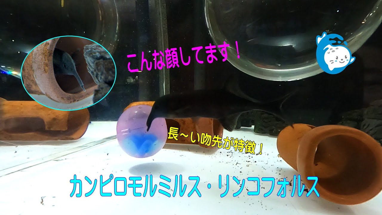 【お魚関連】カンピロモルミルス・リンコフォルス（伊勢シーパラダイス／水族館）
