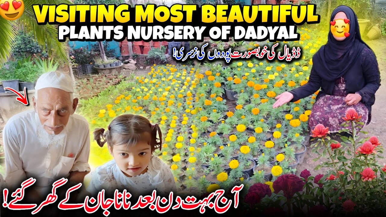 Visiting Most Beautiful Plants Nursery Of Dadyal 😍✨ Bahut Din Baad Nana Jan K Ghar Gaye | Family 