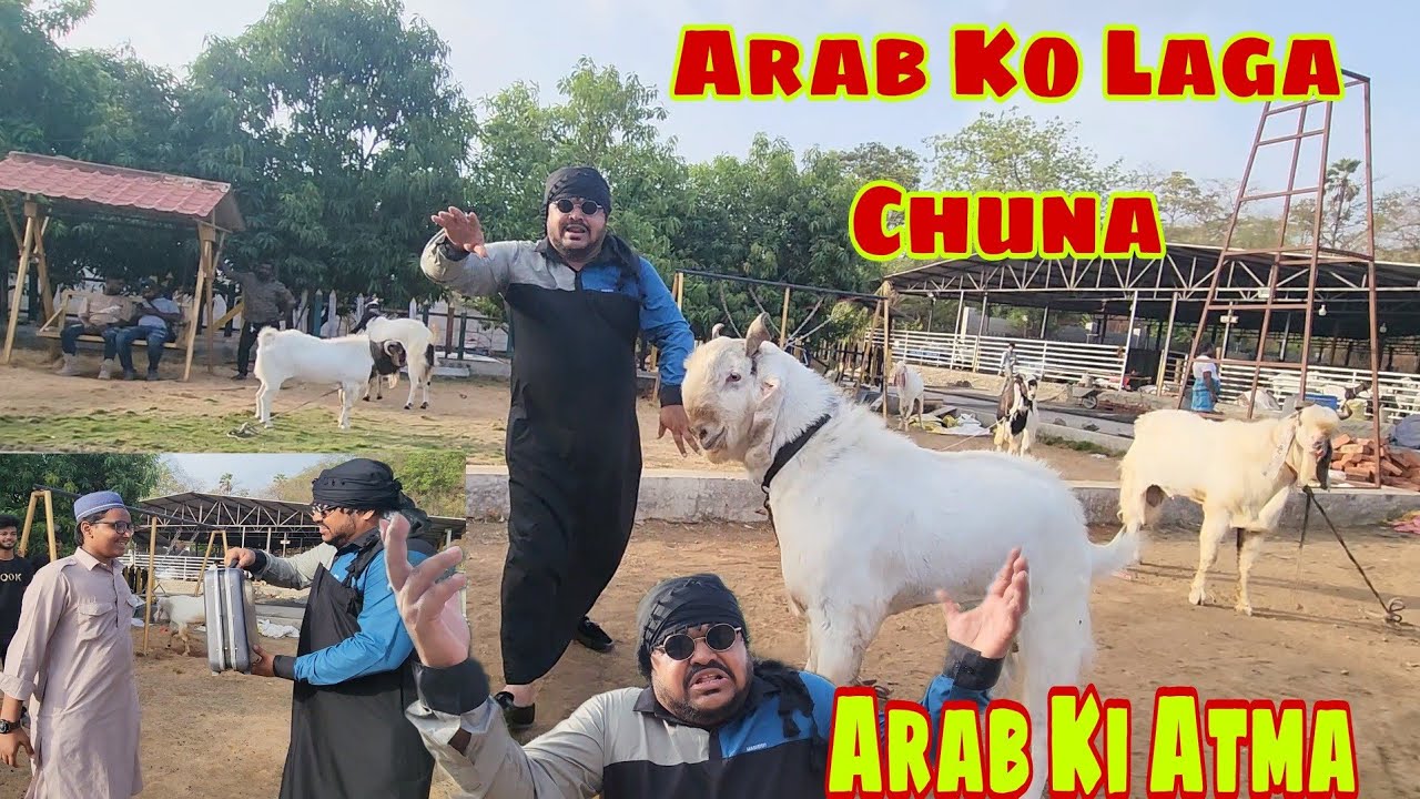 Rehman Mistry Bangaye Arab | Bechenge Biggest Kota Bakre | ARM Goat Farm.