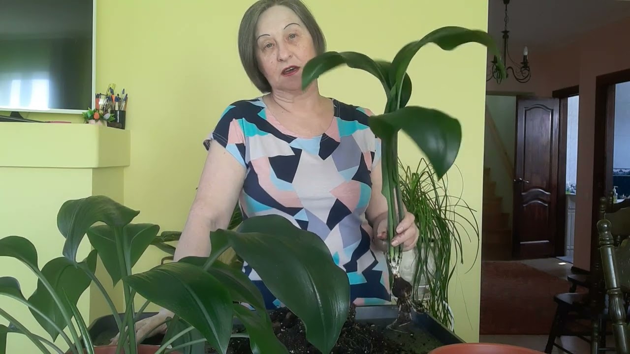 Эухарис от чего зависит цветение.