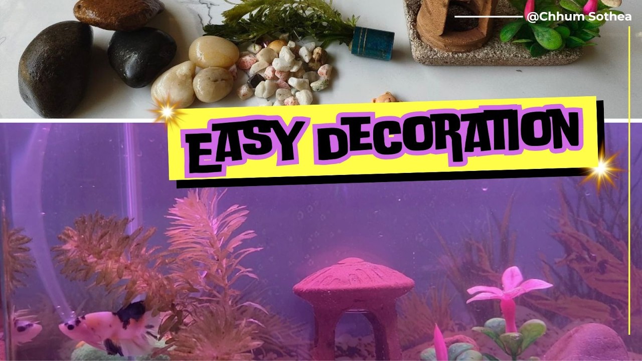 Sit back, relax, and enjoy watching your beta fish swim among beautifully decorated tank! 🐠🌿