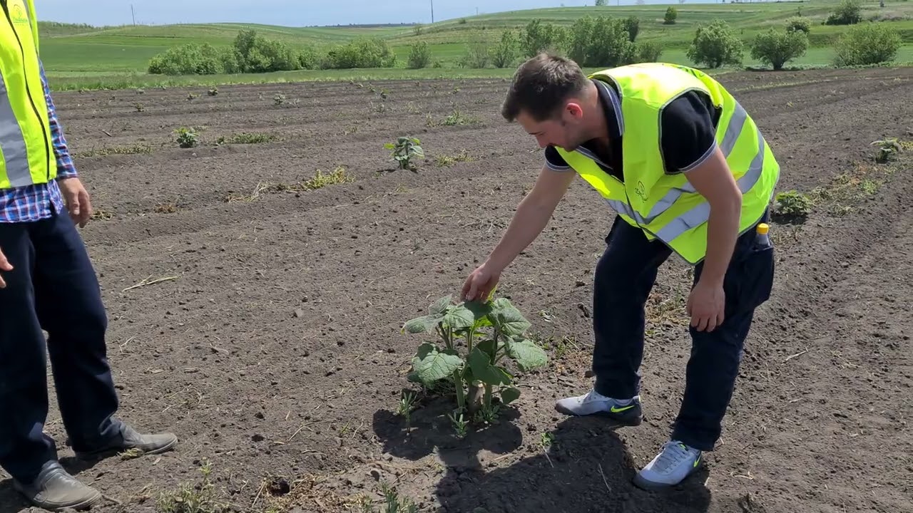 Paulownia Germany in Bucovina in 2022
