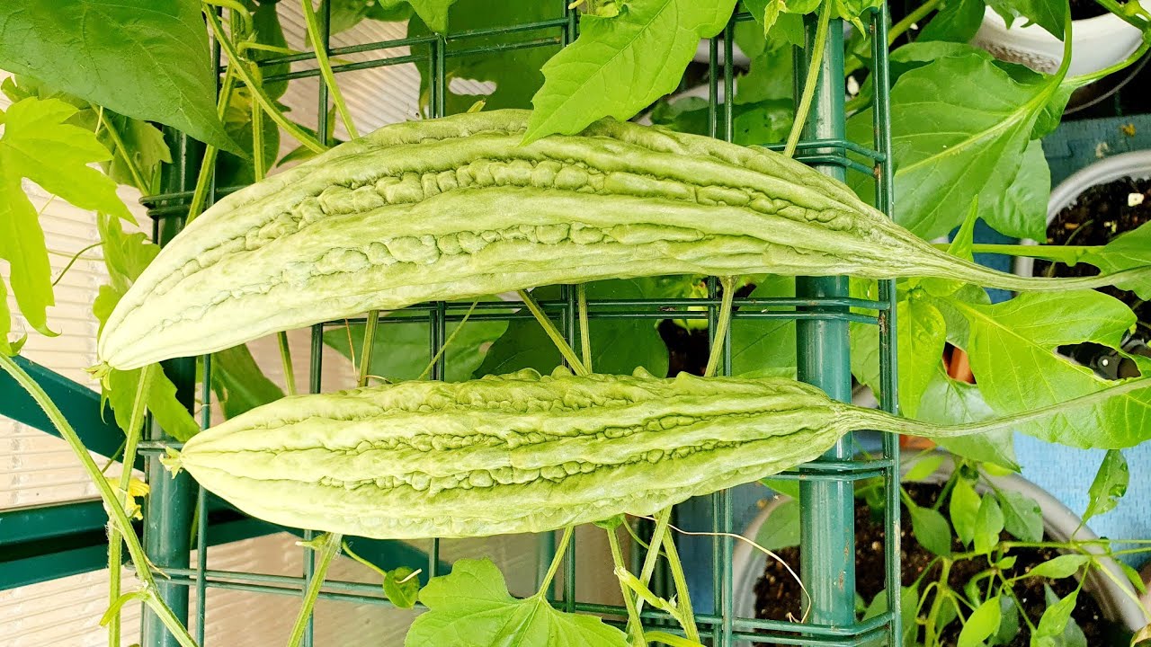Fastest way to grow Bitter Melon, Ampalaya, Bitter Gourd Karela Manila London Seed To Harvest How to