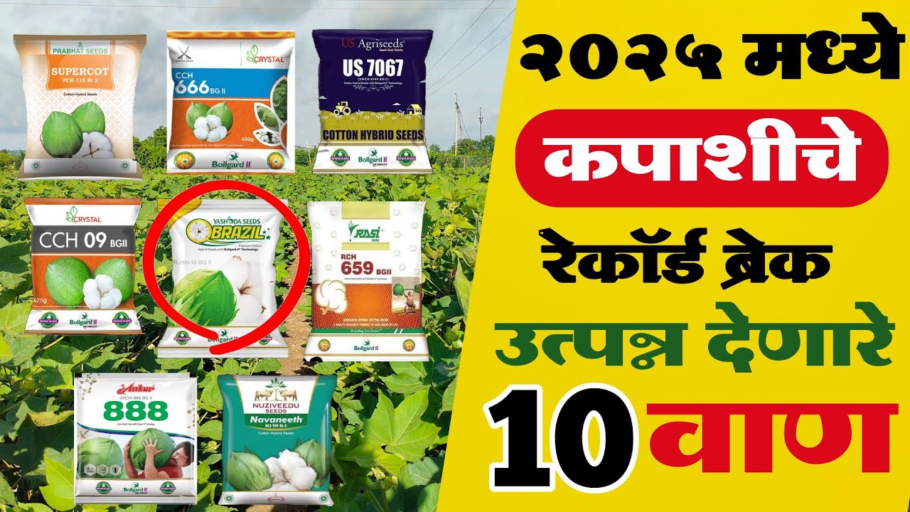 Top cotton verity 2025 🔥 | कपाशीचे जास्त उत्पन्न देणारे नवीन वाण | 🫵🏻 kapus biyane | #cotton
