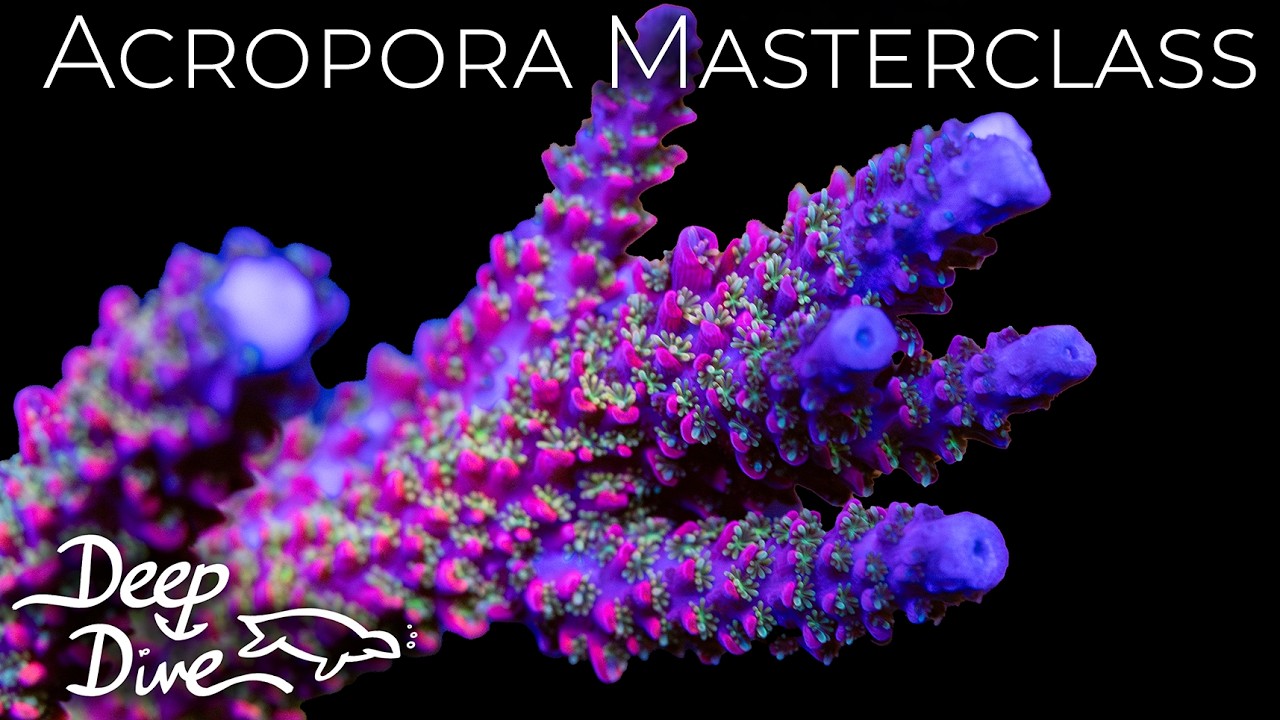 Mastering Acropora Coral Care Like A Pro feat. Leonardo's Reef | Deep Dive Ep. 1