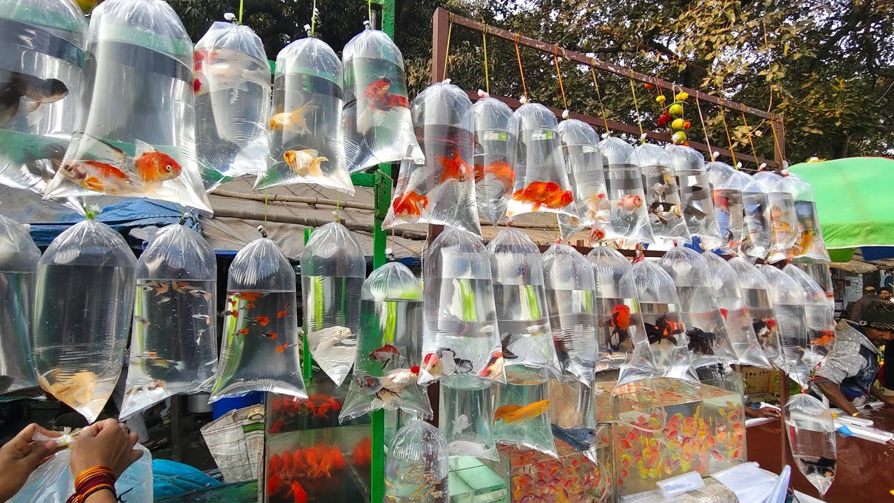 Galiff Street Fish Market Live video Update, All Fish Price Update, Arowana, Gold, Molly, Guppy...