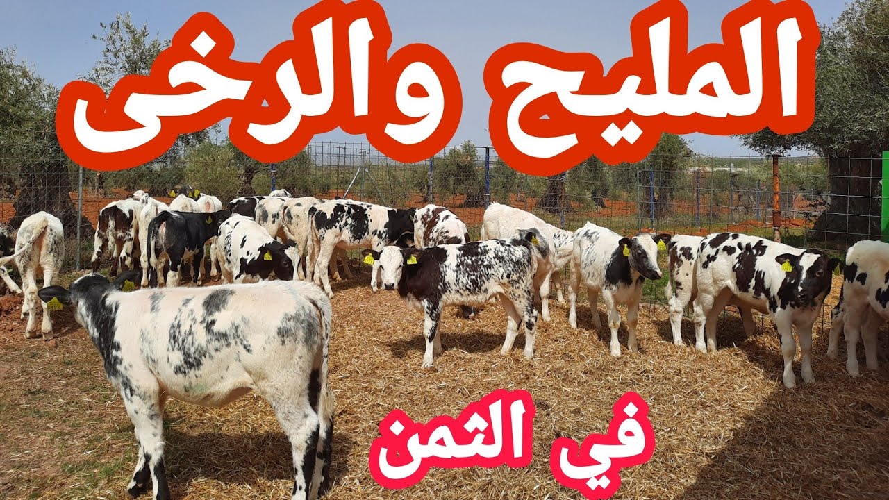 اجي تشوف جاءتنا اليوم ثلاثين من العجول من هولاندا