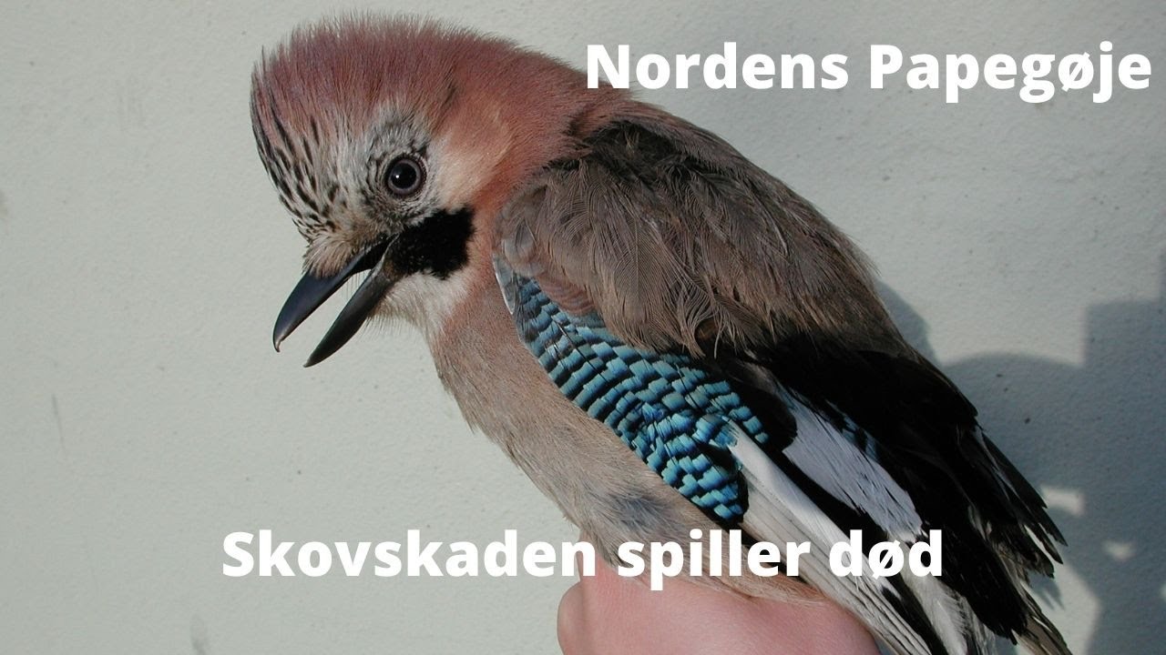 NaturNørd 297. Er Nordens Papegøje død !!!! Se med :-)