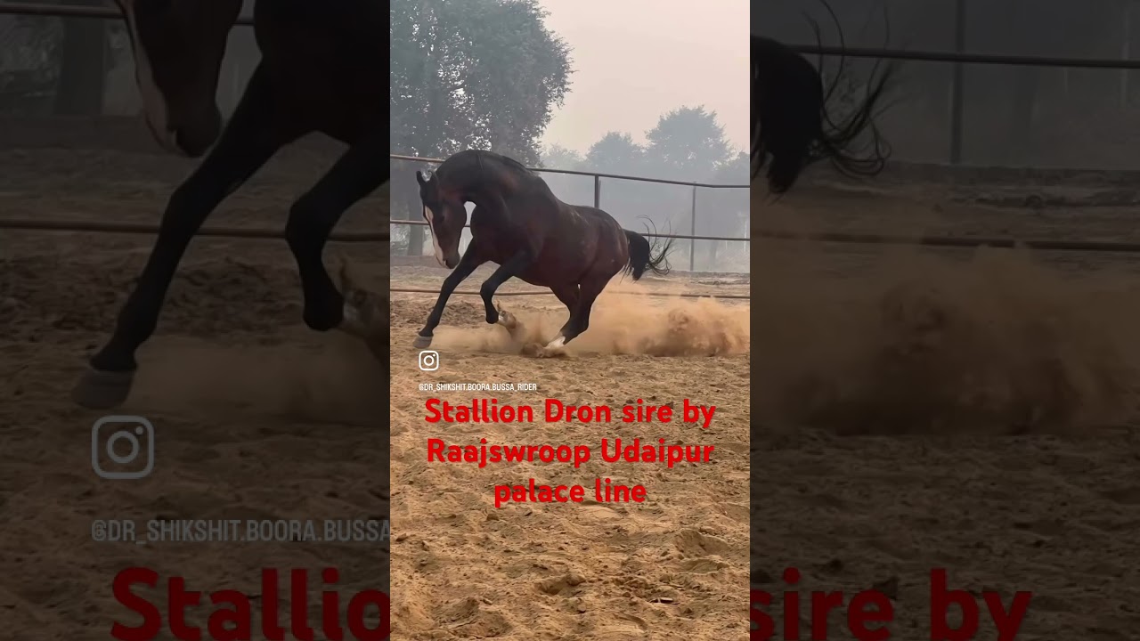 #horsesofinstagram #allindiamarwarihorsesocietyaa #marwadistallion #horseriding #lifestyle