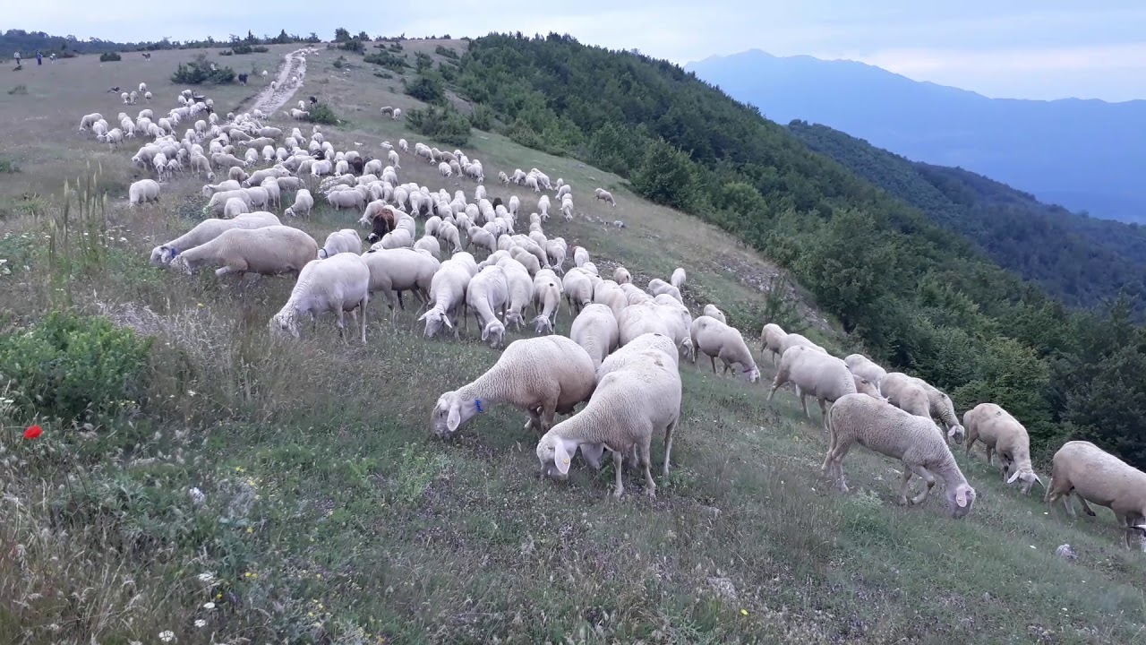 Dhent e ymerit opoj&euml;