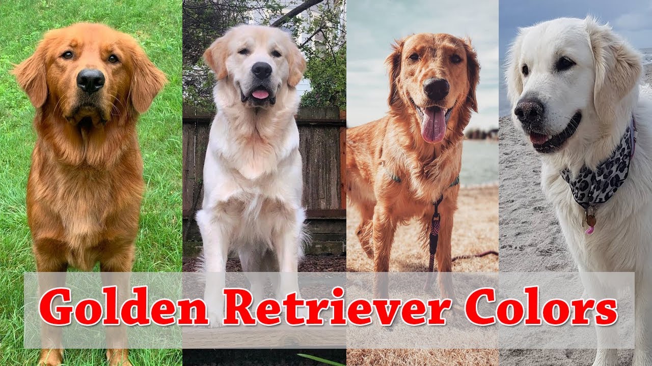 5 Stunning Shades of Golden Retriever Colors | Types of Golden Retriever colors