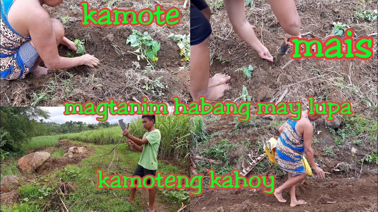 PAANU MAG TANIM NG KAMOTE | MAIS | KAMOTENG KAHOY | BUHAY PROBINSYA