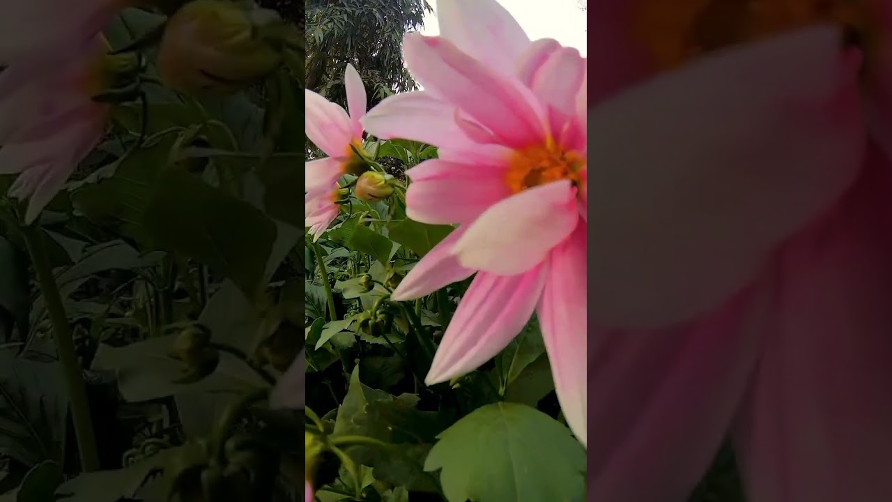 Blossom at IIM LUCKNOW #iim #iimlucknow #iiml #iimlife