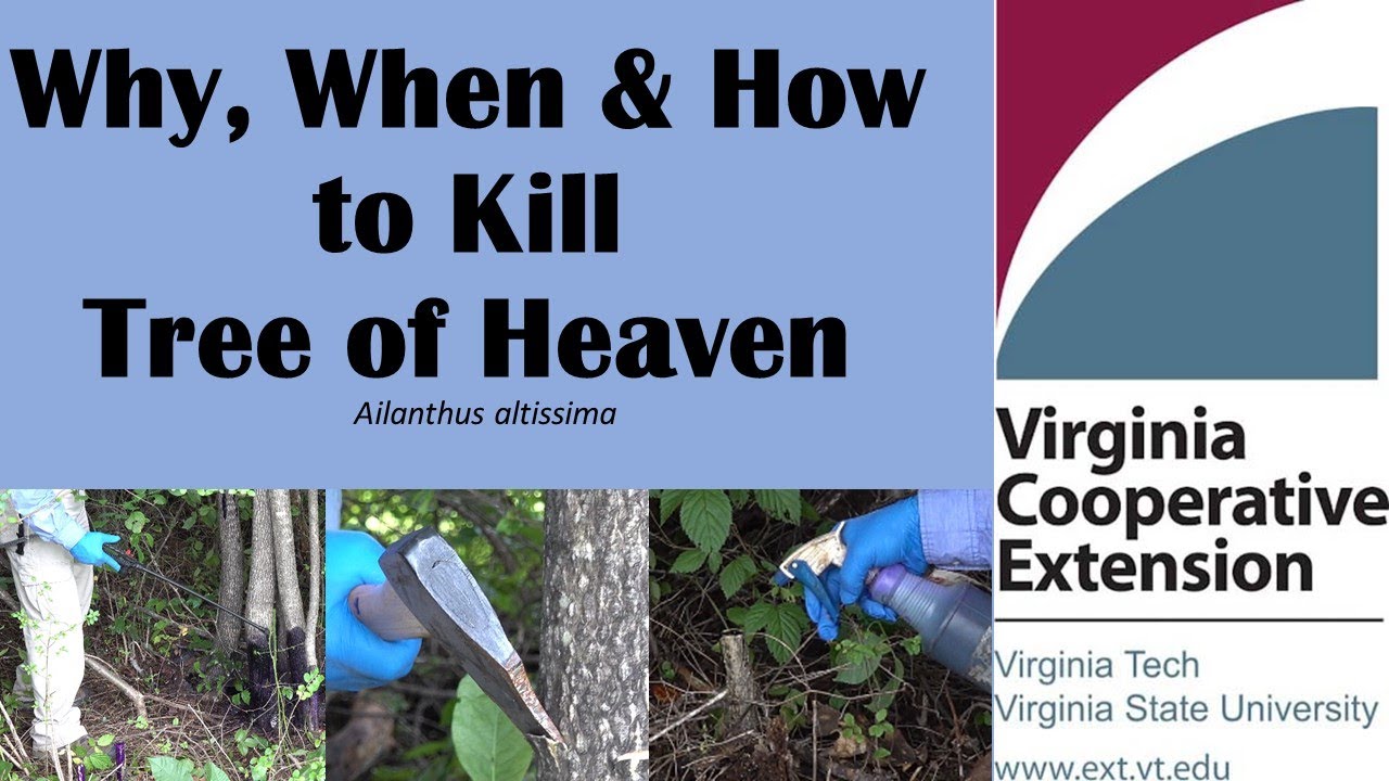 Killing Tree of Heaven: Why, How & When