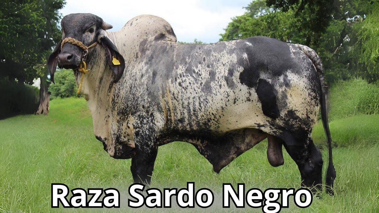 Raza de ganado bovino Nardo Negro. Raza % mexicana.