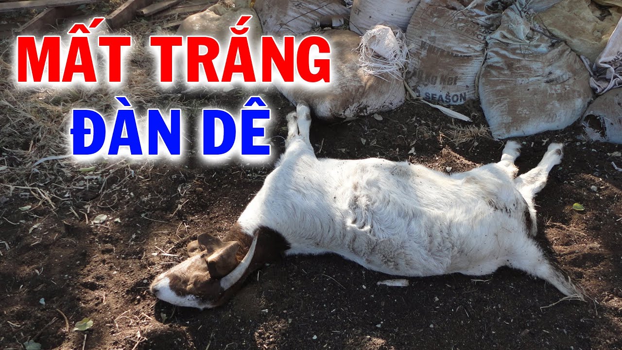 Mất Trắng Khi Nu&ocirc;i D&ecirc; Nếu Chứ Biết 3 Bệnh Thường Gặp Tr&ecirc;n  D&ecirc; N&agrave;y