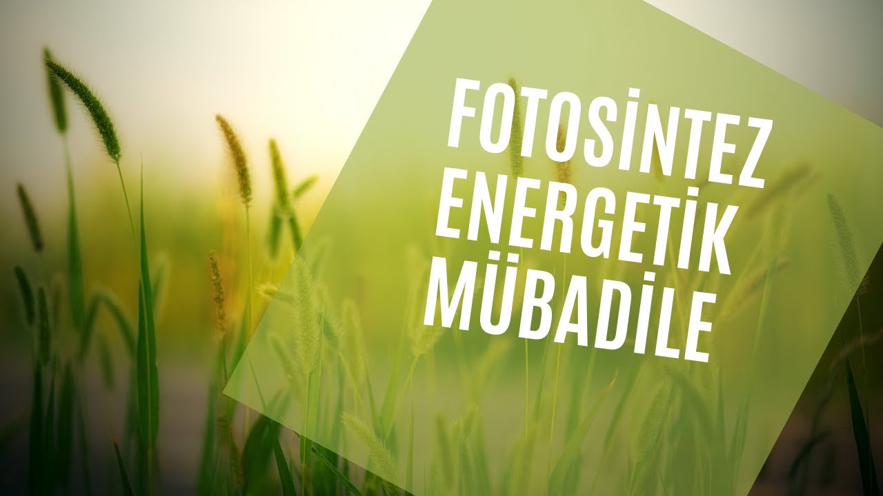 FOTOSINTEZ VƏ MADDƏLƏR MÜBADİLƏSİ