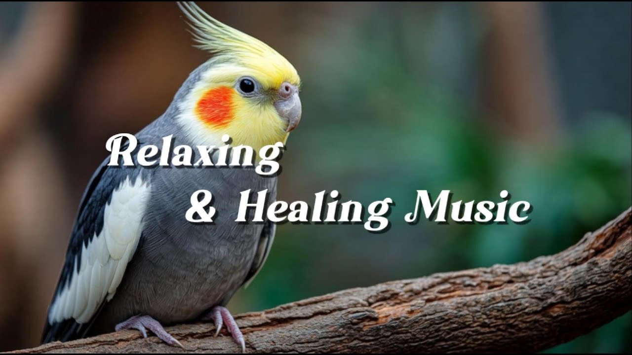 Relaxing Music for Sleep & Focus | Calm Your Mind, Study with Cockatiel
