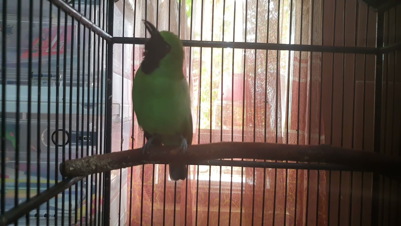Suara Cucak Hijau Panjang dan Banter