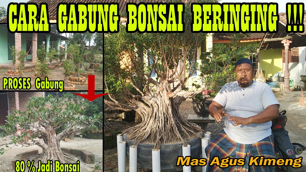 Cara Membuat Gabungan Bonsai Beringin Kimeng Juara Ala Mas Agus Bag 2
