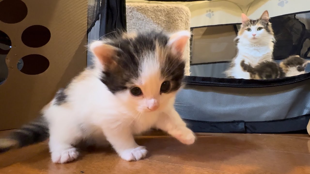 三毛子猫のよちよちお散歩