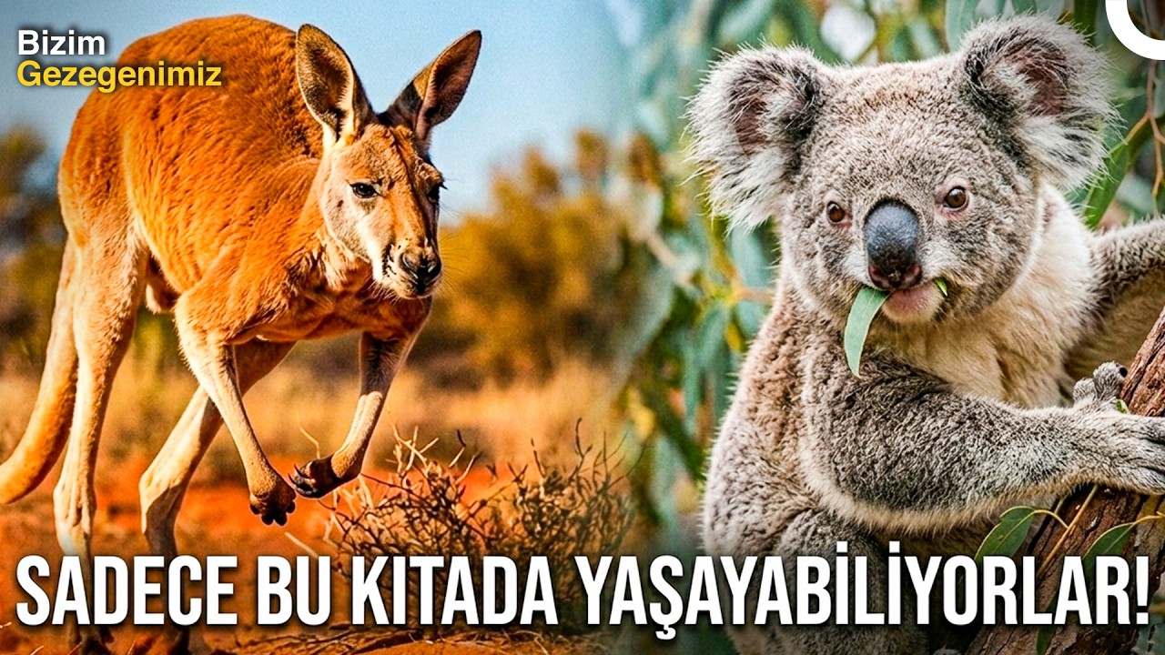 Ateşle Şekillenen Kıta: Avustralya’nın Evrim Hikayesi | Türkçe Dublaj Belgesel