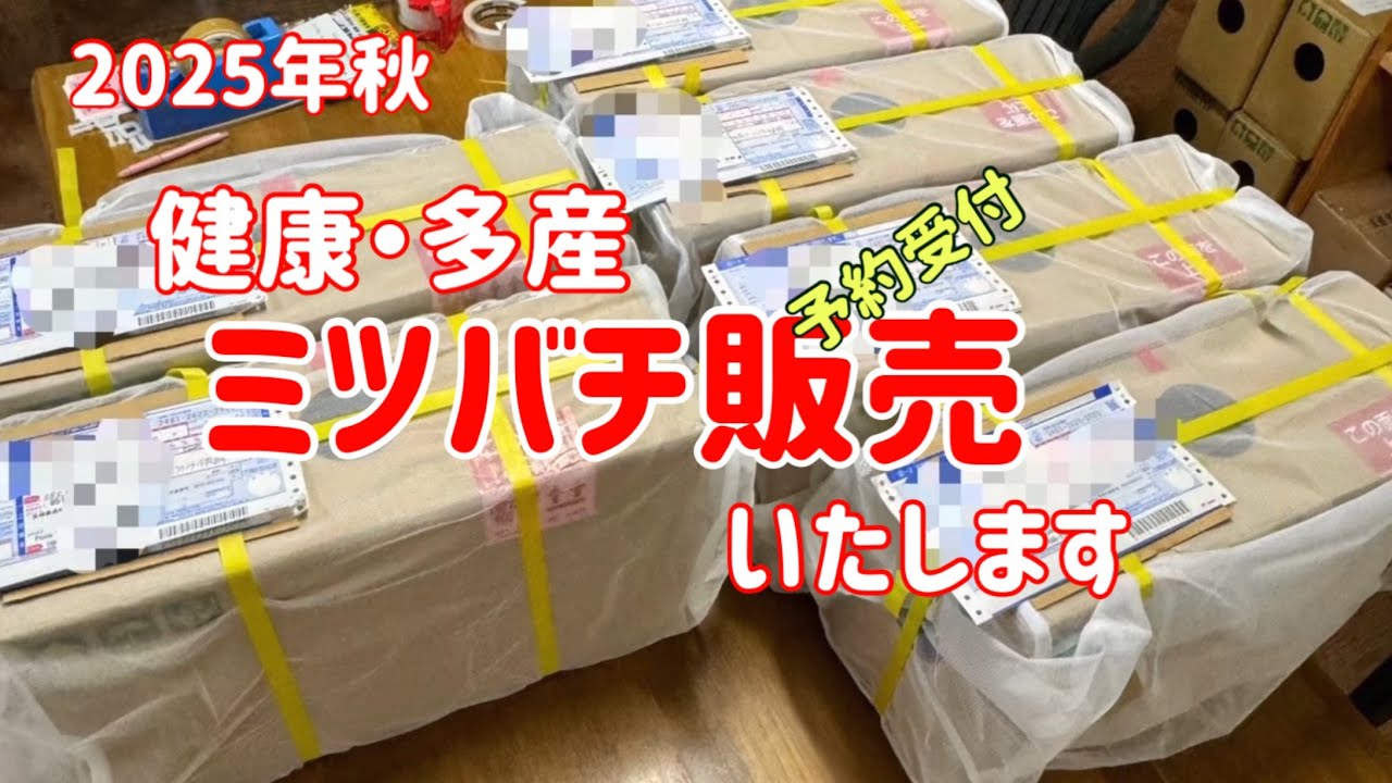 ミツバチ販売いたします　＃養蜂＃ミツバチ販売＃西洋ミツバチ