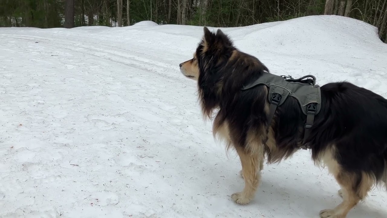 Lapinkoira aamulenkill&auml; ja laulurastas laulaa. @raimohyttinenrh