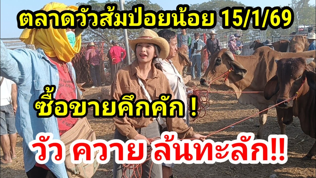 มืดฟ้ามัวดิน!!! ตลาดวัวส้มป่อย 15/1/69 วัวควายล้นทะลัก!!