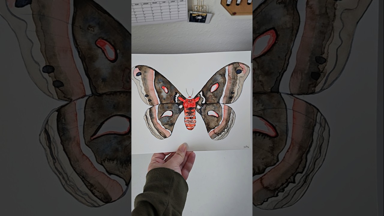 Cecropia Moth. #CecropiaMoth #WatercolorArt #Art #MothArt #Moth #Moths #Painting #Artist #InsectArt
