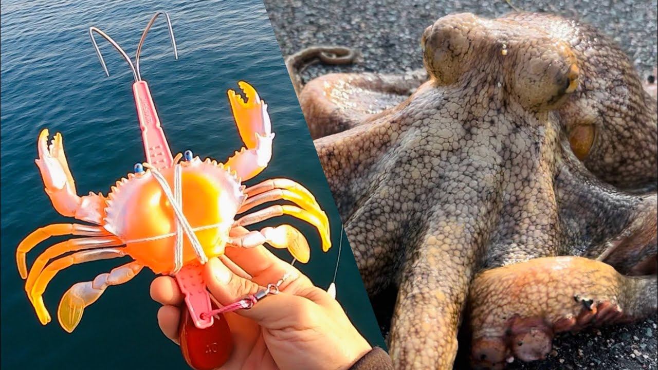 【タコ釣り】Octopus fishing！デカ蟹を海に放り込んだらデカ蛸が釣れた【オクトパッシング】