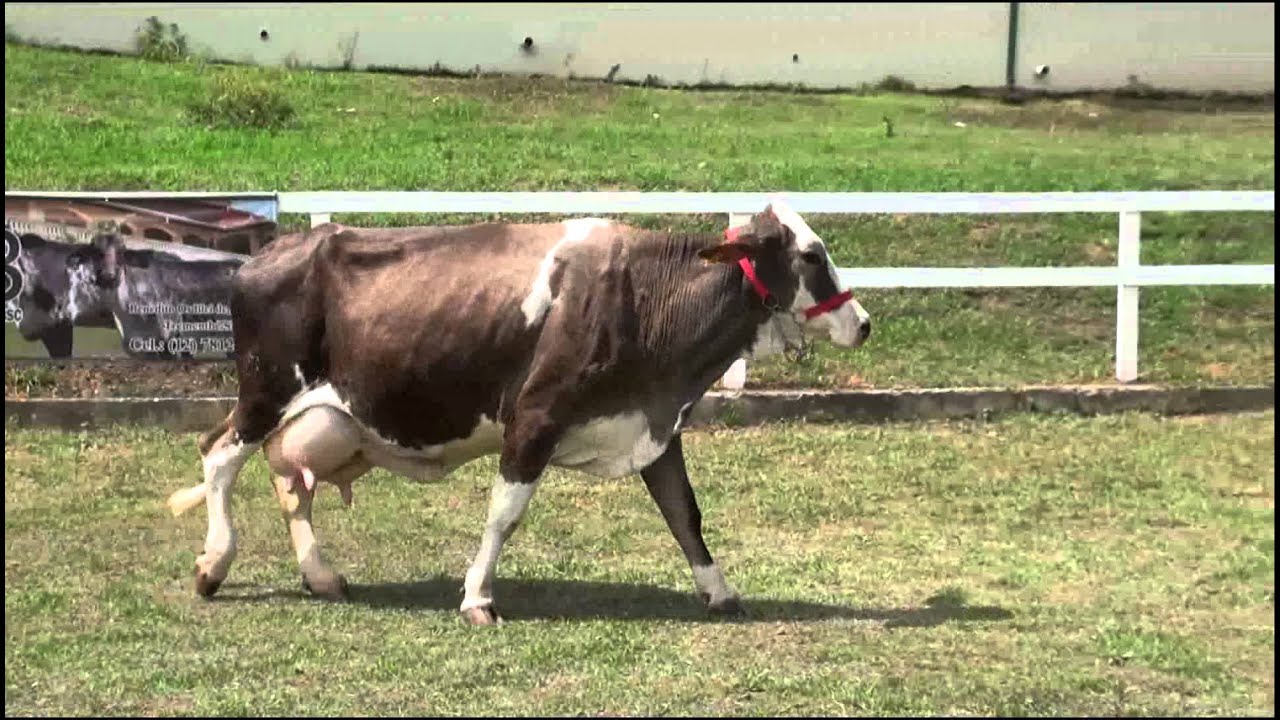 PECUARIA BSC 011