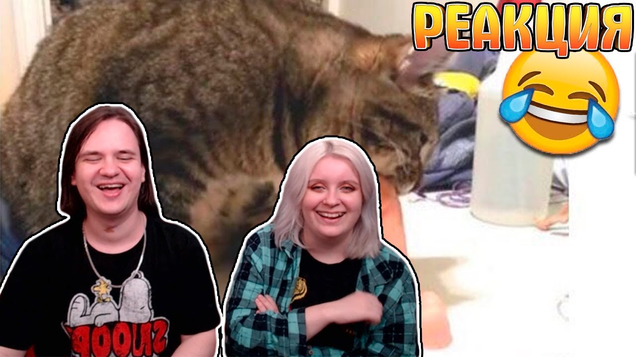 МНЕ Б ТАКОГО КОТА!📛 Я Б НЕ ЖЕНИЛСЯ НИКОГДА!👀 СМЕШНЫЕ ЖИВОТНЫЕ😺🐶 | РЕАКЦИЯ НА @Котярыч |