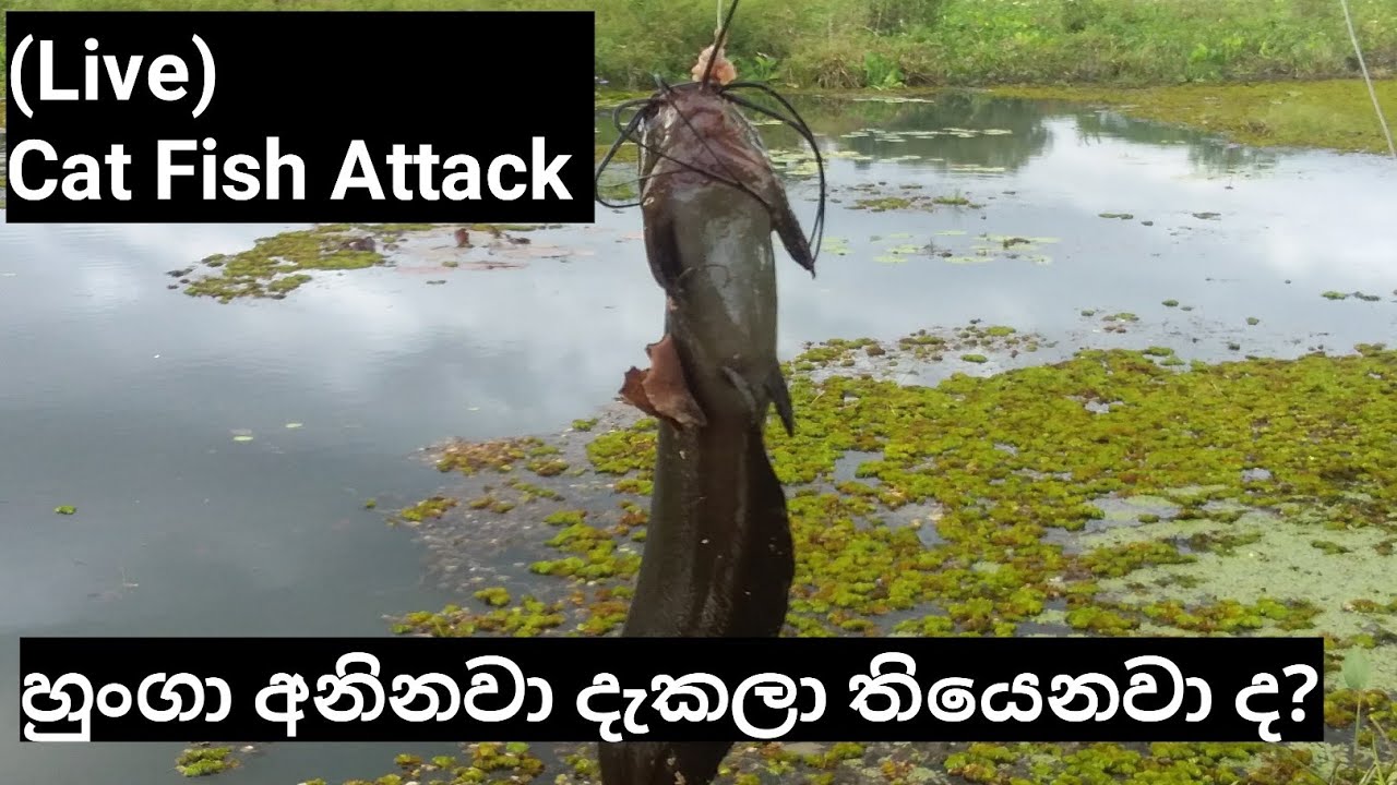 Hunga fish catching | Cat fish Catching | Sri Lanka Fishing  |Fish attack | හුංගා අනිනවා