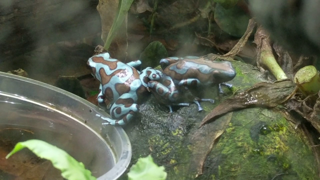 Poison Dart Frog Breeding Action across my frog room