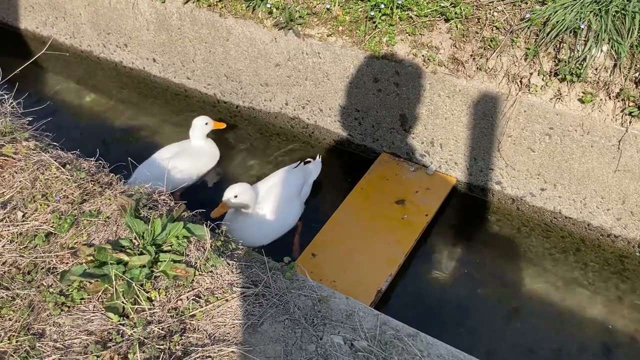 MayちゃんAuちゃん最近は、用水路がお気に入り。